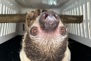 Una coppia di bradipi è arrivata al bioparco Zoom di Cumiana. Viaggio a testa in giù!